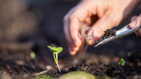 Free Soil Testing by State | Lifehacker Summer Lawn Care, Grass Alternative, Tomatoes In Containers, Seeding Lawn, Soil Texture, Growing Tomatoes In Containers, Acid Loving Plants, Growing Cucumbers, Healthy Lawn