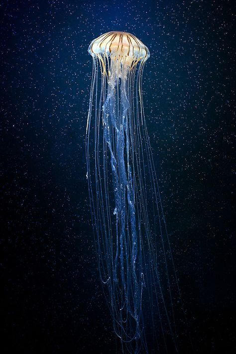 Deep Sea Jellyfish, Jellyfish Lantern, Jellyfish Jewelry, Jellyfish Illustration, Jellyfish Photography, Jellyfish Tank, Jellyfish Decorations, Jellyfish Aquarium, Jellyfish Painting