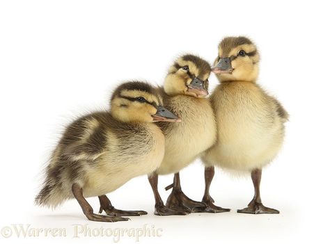 Photograph of Three Mallard (Anas platyrhynchos) ducklings, 1 week old. Rights managed white background image. Duckling Photography, Bunny Background, Duck Pictures, Reference Pics, Silhouette Template, Duck Face, Wood Ducks, Animal Quilts, Baby Ducks