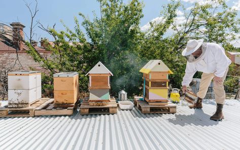 Bee Farm, Bee Keeper, Places In Europe, Diy Pergola, Bougainvillea, The Roof, Bee Keeping, Pros And Cons, Bee Hive