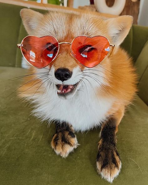 Skunk Aesthetic, Red Heart Sunglasses, Fox Icon, Fox And Raccoon, Fox Aesthetic, Cute Foxes, Fox Pictures, Pet Fox, Pretty Animals