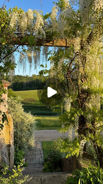 Gravetye Manor on Instagram: "The beautiful cascading white flowers of Wisteria Shiro-Noda 🤍 in full bloom on the Flower Garden pergola at Gravetye this week. Truly like a fairy-tale 🤍  #gravetyemanor #wisteria #wisteriashironoda #sussex #relaischateaux #pobhotels #gravetyemanorgarden" Gravetye Manor, Wisteria Pergola, Hanging Wisteria, Wisteria Tree, Garden Pergola, White Wisteria, Garden Trees, My New Home, In Full Bloom