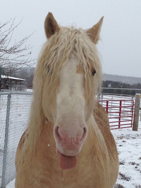 Silly Ben.... American Cream Draft horse American Cream Draft, American Cream Draft Horse, Julian Aesthetic, Horse Types, Curly Horse, Domesticated Animals, Stunning Horses, Horse Reference, Draft Horse