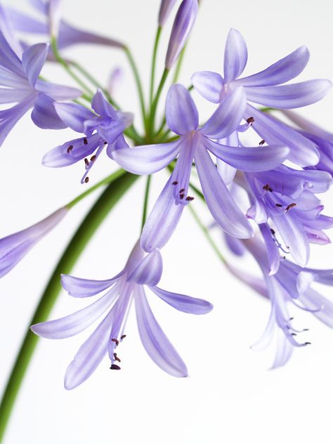 agapanthus aka african lily or lily of the nile. Peak May - August. Lily Of The Nile, Agapanthus Africanus, African Lily, Lilly Flower, Flowers Purple, Pansies Flowers, Floral Drawing, The Nile, Language Of Flowers