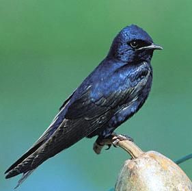 Purple Martin Bird, Martin Bird, Purple Martin House, Wild Birds Unlimited, Purple Martin, List Of Birds, What Is A Bird, Backyard Birds, Bird Pictures