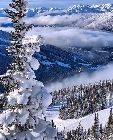 Cascadia Explored on Instagram: “Location:Whistler Blackcomb, BC Photographer: @thegirlwiththebuffalotattoo• Whistler Blackcomb is a ski resort located in Whistler, British…” Whistler Canada, Whistler Blackcomb, Whistler, Work Travel, Ski Resort, British Columbia, Snowboarding, Beautiful Landscapes, Vancouver