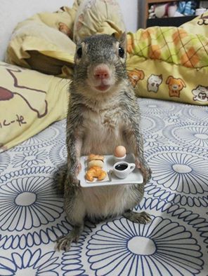 Squirrel Pictures, Squirrel Funny, Good Morning My Love, Cute Squirrel, A Squirrel, Cat Treats, Funny Animal Pictures, Squirrels, Chipmunks