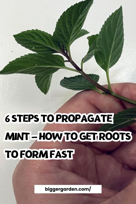 How To Propagate Mint From Cuttings, How To Propagate Mint, Mint Propagation, Propagating Mint, Propagate Mint, Mint Plant Care, Mint Plant, Mint Garden, Pinterest Garden