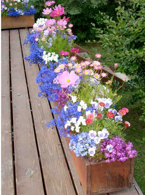 Patio Flowers, Window Box Flowers, Container Gardening Flowers, Garden Containers, Container Flowers, Window Boxes, Container Gardens, Container Garden, Alam Yang Indah