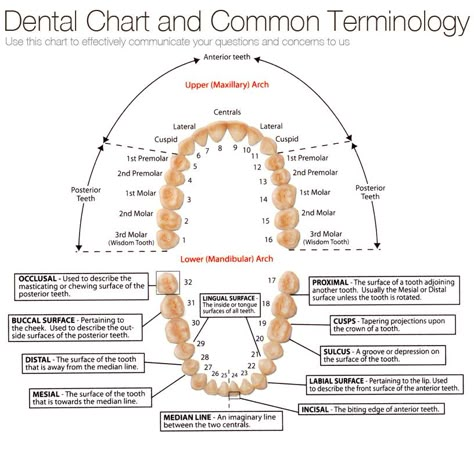 View this image in high resolution Dental Assistant Study Guide, Dental Charting, Dental Terminology, Dental Notes, Dental Receptionist, Dental Assistant School, Dental Hygienist School, Hygiene School, Future Dentist