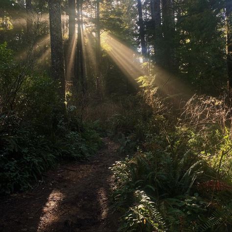 Fae Forest Aesthetic, Summer Fae Aesthetic, Pnw Forest Aesthetic, Sunny Forest Aesthetic, Summer Forest Aesthetic, Sunlight In Forest, Pnw Forest, Pnw Aesthetic, Bright Forest