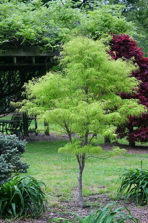 Koto No Ito Japanese Maple / John's Native Gardens Japanese Maple Tree Landscape, Green Japanese Maple, Maple Tree Landscape, Maple Seeds, Japanese Plants, Small Japanese Garden, Native Gardens, Yellow Autumn, Japanese Maples