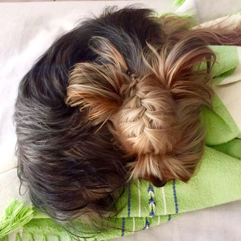 Yorkie With Dyed Hair, Yorkie Hairstyles Girl, Yorkie Hairstyles, Blonde Yorkie Yorkshire Terrier, Yorki Beds, Yorkie Haircuts, Top Dog Breeds, Yorkie With Bow, Yorkie Terrier