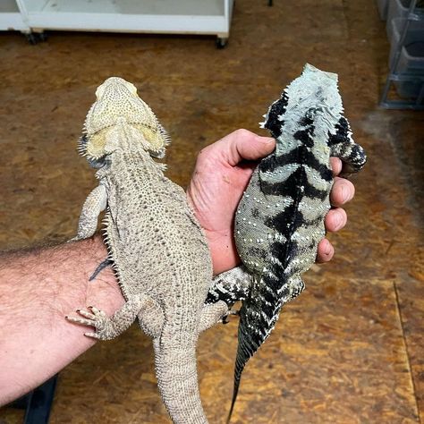 Fat Bearded Dragon, Black Bearded Dragon, Bearded Dragon Outfits, Dragon Refrences, Bearded Dragon Aesthetic, White Bearded Dragon, Bearded Dragon Morphs, Fancy Bearded Dragon, Cute Bearded Dragon