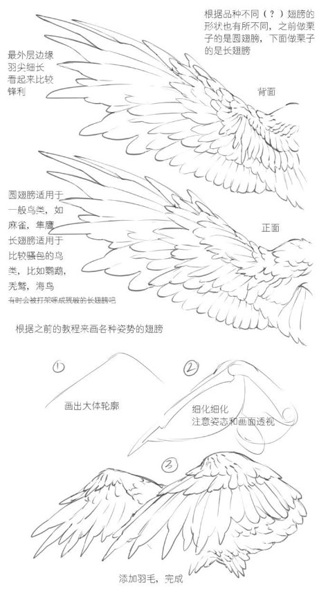 Bow Poses, Winged People, Wings Drawing, Wings Art, Body Reference Drawing, Anatomy References, Lips Drawing, Animal Anatomy, Writing Stuff