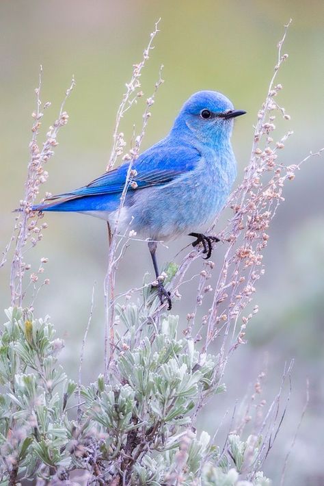 Mountain Bluebird photo: Mike Clark title: “ sitting pretty “ Animal Photography Wildlife, Australian Shepherd Dogs, Owl Pictures, Paper Birds, Bird Watcher, Bird Artwork, Muted Tones, Bird Pictures, Bird Drawings