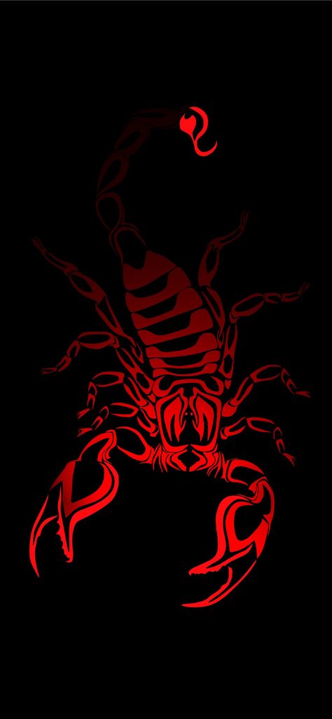 Free download the scorpion arachnids wallpaper ,beaty your iphone . #scorpion arachnids #Wallpaper #Background #iphone Black Scorpion Wallpaper, Scorpion Wallpaper, Scorpion Image, Scorpio Images, Red Scorpion, Scorpio Art, Scorpion Tattoo, Dragon Artwork Fantasy, Iphone Wallpaper Video