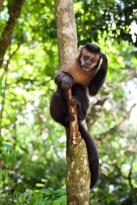 Monkey Posing For Photo, Monkey Climbing Tree, Monkey Swinging From Tree, Monkey Sitting On A Tree, Monkeys Hanging From Trees, Jungle Monkey, Indian Monkey Photography, Tree Free, Photo Tree