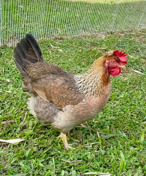 Olive Eggers!!! | BackYard Chickens - Learn How to Raise Chickens Olive Eggers, Olive Egger Chicken, Olive Egger, How To Raise Chickens, Chicken Farming, Backyard Chicken Farming, Raise Chickens, Scenery Photos, Hatching Eggs