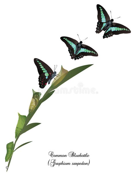 Life cycle of common bluebottle butterfly. It is illustration of life cycle of c , #AFFILIATE, #common, #cycle, #Life, #bluebottle, #life #ad Butterfly Life Cycle Art, Caterpillar Life Cycle, Life Of A Butterfly, Green Caterpillar, Metamorphosis Art, Cycle Drawing, Stages Of A Butterfly, Hard Tattoos, Butterfly Mosaic