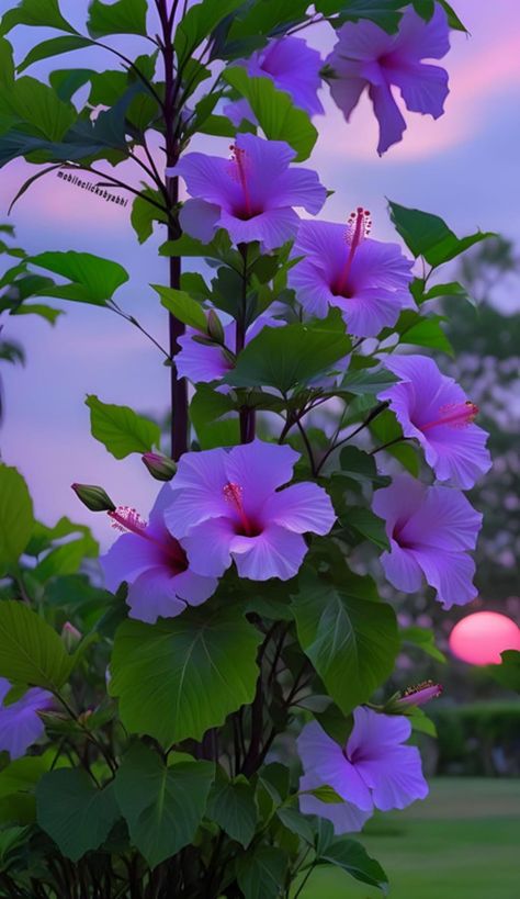 Purple Hibiscus Flower, Rose Flower Photos, Purple Hibiscus, Very Beautiful Flowers, Background Pics, Leaf Photography, Beautiful Flowers Images, Flower Purple, Bloom Blossom