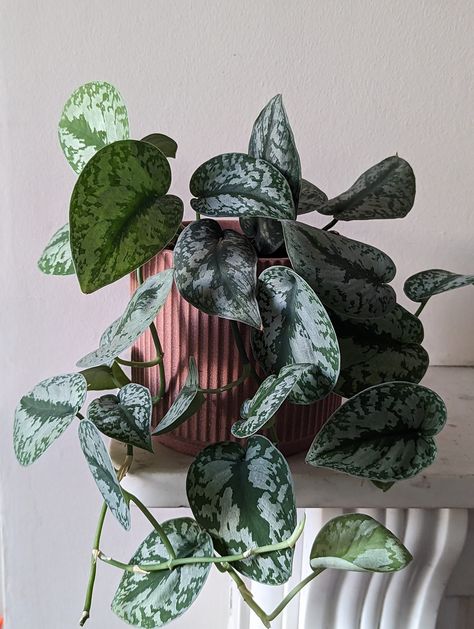 1.5x round the sun Satin Pothos - Devils Ivy Link #satinpothos #pothos #design #houseplants #easycare #plants #ivy #devilsivy #desinger #link #leaf #plant Pothos Design, Satin Pothos, Scindapsus Pictus, Devils Ivy, Well Images, Leaf Plant, House Plants Indoor, House Plant, Healthy Plants