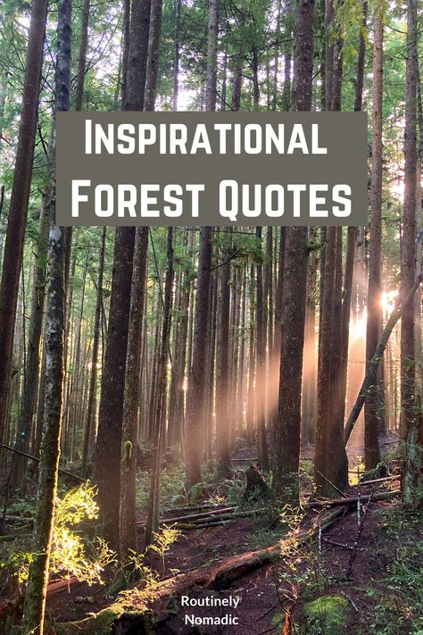 Did you just experience the most amazing time in the forest or took some fantastic pictures and are now looking for forest quotes or the perfect forest captions for Instagram? Here are some the best short, inspirational and funny quotes about forest including dark forests or enchanted forests and being in the woods. Find the best one that fits your experience, picture or just inspires you! Forest Quotes Instagram Caption, Captions For Forest Pictures, Enchanted Forest Quotes, Wild Captions For Instagram, Quotes About Forest, Walk In The Woods Quotes, Forest Quotes Instagram, Forest Captions, In The Woods Quotes