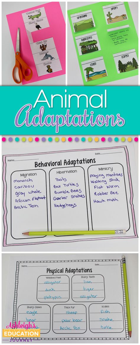 Adaptation In Animals, Animal Adaptations Activities, Adaptations Science, Adaptations Activities, Animal Adaptation, Organize Notes, Science Lessons Elementary, Fourth Grade Science, Animal Adaptations