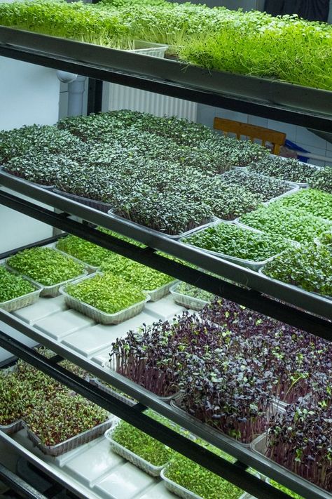 Read this before you start your microgreen farm in India. Microgreens Garden, Microgreens Recipe, Indoor Farming, Farming Ideas, Hydroponic Farming, Micro Greens, Growing Microgreens, Farming Business, Vertical Farming