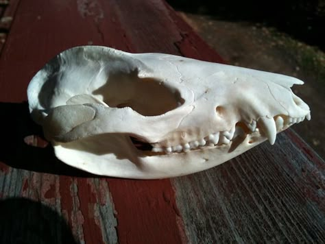 possum skull - © J. Bardon wingsofjudas.com Possum Skull Tattoo, Possum Skull, Opossum Skull, Graveyard Dirt, Becoming A Veterinarian, Arm Tats, Wet Specimen, Animal Skeletons, Animal Skull