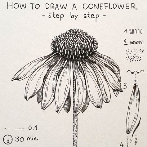 Alice on Instagram: “▫️Coneflower▫️ . Today’s flower: Coneflower (Echinacea), step by step 🖤 . . . What you’re seeing is a drawing in 1 minute but it took me 30…” Cone Flowers, Staining Furniture, Botanical Line Drawing, Flower Drawing Tutorials, Flower Art Drawing, Art Pen, Flower Sketches, Floral Drawing, Furniture Art