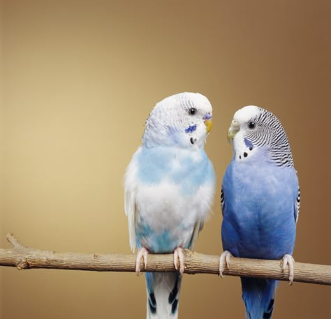 Budgies Parrot, Best Pet Birds, Love Birds Pet, Types Of Pet Birds, Budgie Bird, Drawing Bird, Birds Pet, Budgie Parakeet, Bird Tattoos