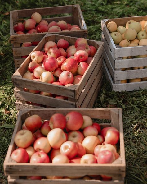 Apple picking with the fam🍏🍎 #applepicking #appleseason #appleorchard #appleorchardphotoshoot #apple #fall #fallvibes Apple Orchard Photography, Dreams Aesthetic, Apple Garden, Orchard Tree, Apple Spice, Apple Farm, Apple Season, Cottage Garden Design, Luxury Outerwear