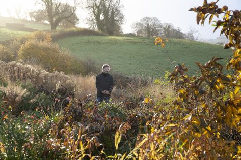 Dan Pearson: A garden has to have boundaries — but they need to be blurred if we're to connect with nature - Country Life Dan Pearson Garden Design, Dan Pearson Garden, Naturalistic Planting, Garden People, Dan Pearson, Hedging Plants, Healing Garden, Connect With Nature, Natural Garden