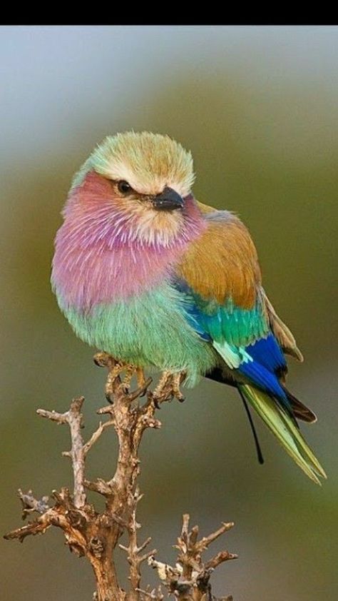 Monica on Twitter: "Good morning Hugo… " Lilac Breasted Roller, Bird Images, Colourful Birds, Birds Beautiful, Dream Pet, Amazing Birds, Rare Birds, Bird Artwork, Birds And Butterflies