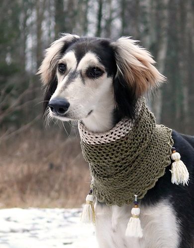 Saluki - Album on Imgur Saluki Dogs, Dogs Lover, Whippet, Beautiful Dogs, 귀여운 동물, Dog Life, I Love Dogs, Dog Love, Animals Beautiful