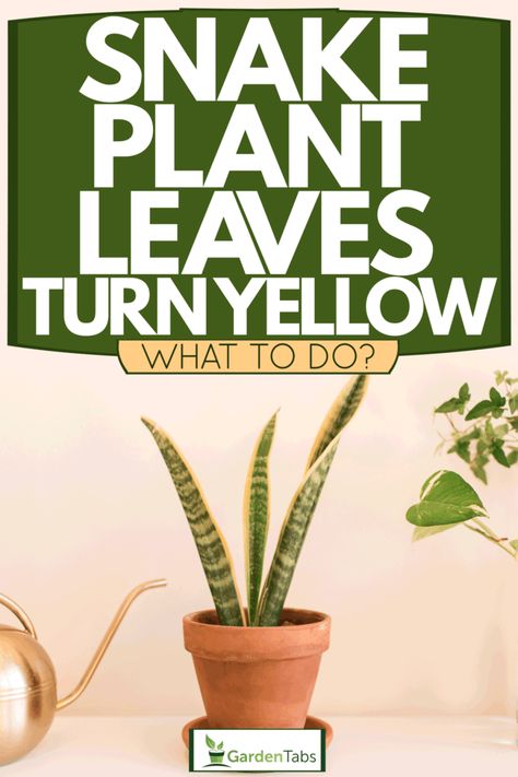 Snake Plant Leaves Turn Yellow - What To Do? Plants To Deter Snakes, Why Is My Snake Plant Turning Yellow, Snake Plant Spiritual Meaning, How To Root Snake Plant In Water, Golden Hahnii Snake Plant, Plant Leaves Turning Yellow, Easy Indoor Plants, Yellow Snake, Hawthorn Tree