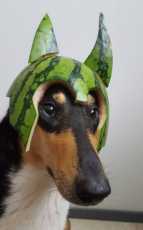 Dog Top, Tattoo Girls, Rough Collie, Funny Animal Pictures, Animals Friends, Dog Owners, Melon, Animals And Pets, Funny Dogs