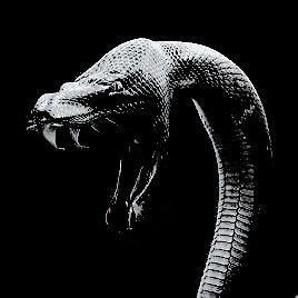 Viper Snake Aesthetic, Snake Icon Aesthetic, Snake Aesthetic Dark, Dark Snake Aesthetic, Black Snake Aesthetic, Viper Aesthetic, Snake Core, Snake Hissing, Snake Pfp