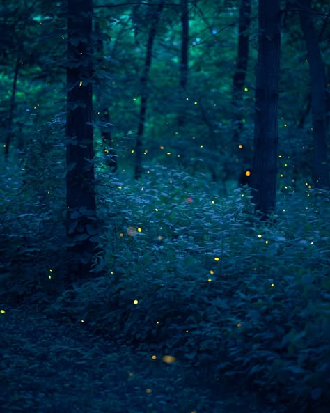 Aesthetic Fireflies, Same Energy, Night Forest, Magic Forest, Tumblr Aesthetic, Forest River, Magical Forest, Night Aesthetic, Dark Forest