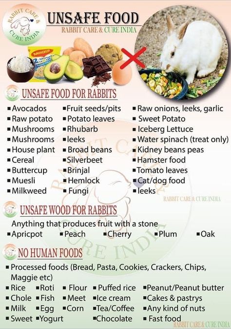 Bunny Meal Plan, Homemade Rabbit Food, Bunny Snacks Rabbit Food, Bunny Treats Homemade, Rabbit Food List, Pet Bunny House, Rabbit Tips, Bunny Sheds, Homemade Rabbit Toys