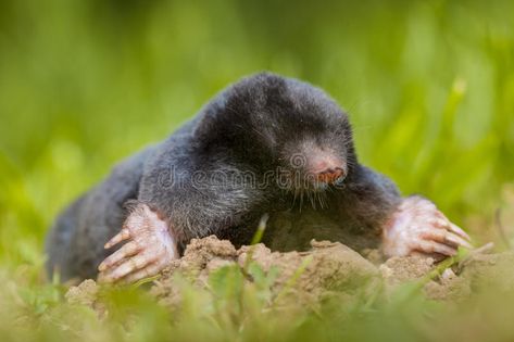 European Mole, Abstract Nature, Black Bear, Mole, Black Green, Mammals, Pillow Art, Wrapped Canvas, Photo Image