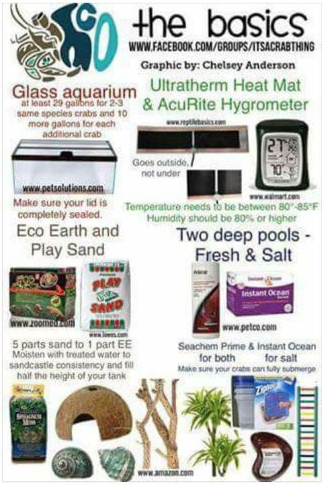 Crabitat Ideas, Hermit House, Hermit Crab Care, Dog Bad Breath, Make Dog Treats, Class Pets, Hermit Crab Homes, Crab Habitat, Fish For Kids