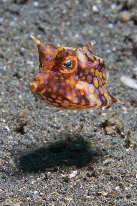 Thornback or Shortspined Cowfish (Lactoria fornasini) found on Coral Reefs of the Indian and Pacific Oceans Cow Fish, Box Fish, Creature Marine, Fauna Marina, Life Under The Sea, Salt Water Fish, Saltwater Tank, Animal World, Beautiful Sea Creatures