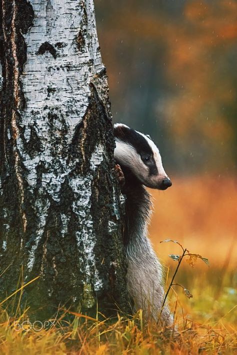 European Badger, Badger Illustration, British Wildlife, Cute Animal Pictures, Woodland Creatures, Sweet Animals, Wildlife Art, Animal Photo, Nature Animals