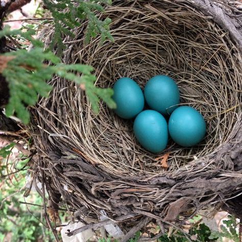 https://flic.kr/p/noG6Gq | Four robin's eggs! Robin Nest, Robin Eggs, Beach Cottage Exterior, Egg Photo, Bird Nests, Nature Colors, Cottage Exterior, Reference Pictures, Gcse Art