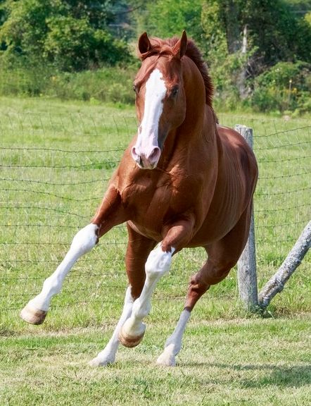 Thoroughbred Horse Chestnut, Horses Chestnut, Chestnut Appaloosa, Horses Thoroughbred, Chestnut Thoroughbred, Chestnut Horses, Thoroughbred Stallion, Warmblood Horses, Cute Horse Pictures