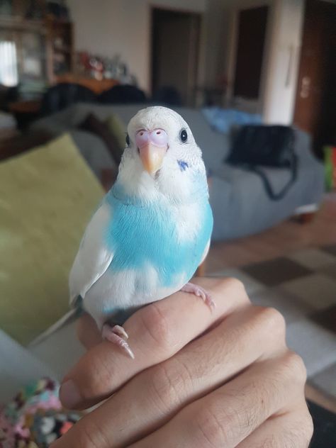 Purple Budgie, Cute Budgies, Baby Parakeets, Pet Parakeet, Yellow Budgie, Baby Budgies, Blue Budgie, Blue Parakeet, Budgies Bird