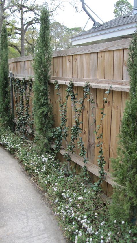 Star jasmine vines,Italian cypress and white trailing lantana. Jasmine Trellis Ideas, Star Jasmine Trellis, Jasmine Trellis, Trailing Lantana, Jasmine Vines, Italian Patio, Jasmine Vine, Italian Cypress, Trellis Ideas