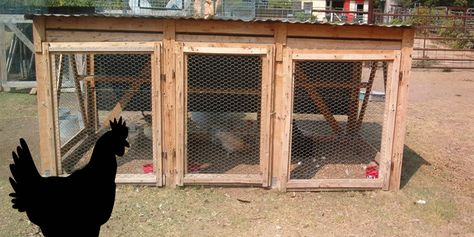 largegrowout Chicken Grow Out Pen, Walk In Chicken Coop, Wooden Dog House, Poultry House, Chicken Pen, Large Dog Crate, Feeling Under The Weather, Backyard Chicken Coops, Game Birds